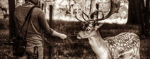 Girl standing beside wild deer