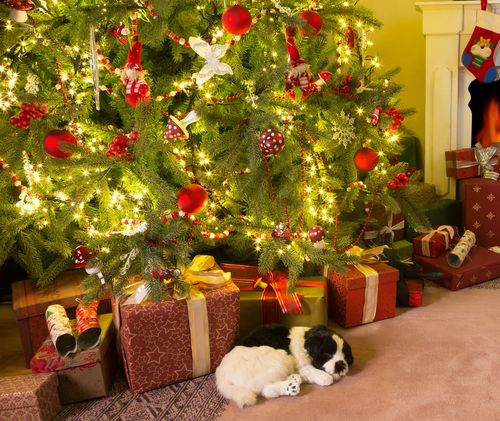 Christmas tree with presents and a sleeping dog